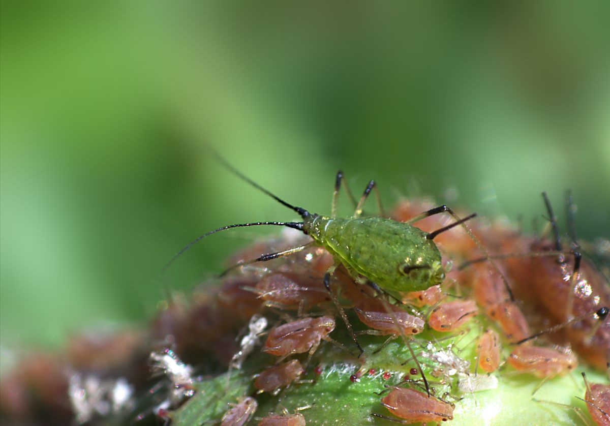 Macrosiphum rosae ??